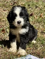 Pumpkin, a male Bernedoodle for sale in Juliette, GA – 3 of 10