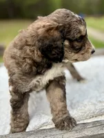Ellie, a female Bernedoodle for sale in Juliette, GA – 9 of 9