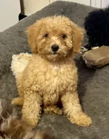 Dallas, a female Cavapoo for sale in Juliette, GA – 2 of 8