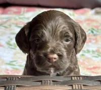 Wrangler, a male Cockapoo for sale in Juliette, GA – 3 of 9
