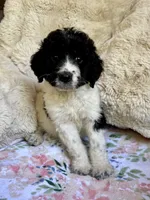 Bonnie, a female Bernedoodle for sale in Juliette, GA – 8 of 8