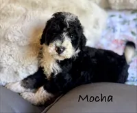 Maple, a female Bernedoodle for sale in Juliette, GA – 6 of 10
