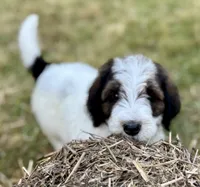 Harley , a male Bernedoodle for sale in Juliette, GA – 5 of 7