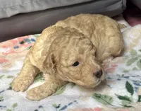 Stella, a female Cockapoo for sale in Juliette, GA – 6 of 9