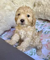 Stella, a female Cockapoo for sale in Juliette, GA – 8 of 9