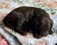 Wrangler, a male Cockapoo for sale in Juliette, GA – 6 of 9