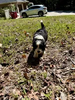 Pumpkin, a male Bernedoodle for sale in Juliette, GA – 6 of 10