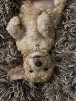 Stella, a female Cockapoo for sale in Juliette, GA – 4 of 9