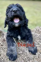 Diesel, a male Bernedoodle for sale in Juliette, GA – 2 of 7