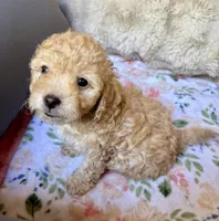 Stella, a female Cockapoo for sale in Juliette, GA – 3 of 9