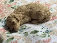 Stella, a female Cockapoo for sale in Juliette, GA – 4 of 9