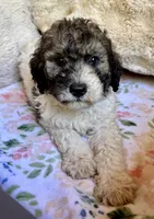 Nutmeg, a female Bernedoodle for sale in Juliette, GA – 5 of 10
