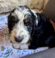 Autumn, a female Bernedoodle for sale in Juliette, GA – 6 of 9
