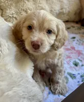 Charger, a male Cockapoo for sale in Juliette, GA – 2 of 9