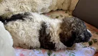 Nutmeg, a female Bernedoodle for sale in Juliette, GA – 4 of 10