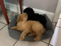 Dallas, a female Cavapoo for sale in Juliette, GA – 8 of 8