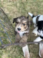Ellie, a female Bernedoodle for sale in Juliette, GA – 4 of 9