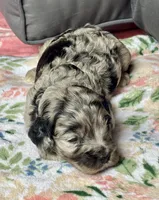 Blazer, a male Cockapoo for sale in Juliette, GA – 3 of 8