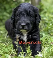 Maverick, a male Bernedoodle for sale in Juliette, GA – 6 of 8