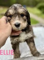 Ellie, a female Bernedoodle for sale in Juliette, GA – 7 of 9