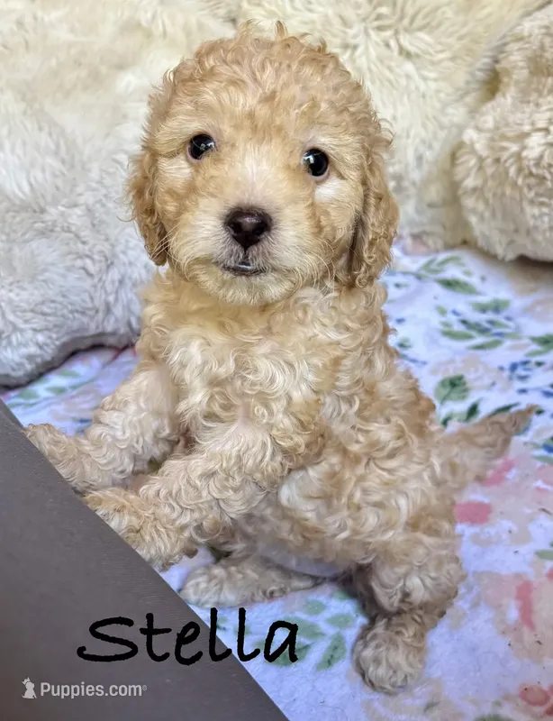 Stella – Cockapoo puppy for sale in Juliette, GA