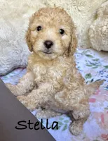 Stella, a female Cockapoo for sale in Juliette, GA – 1 of 9