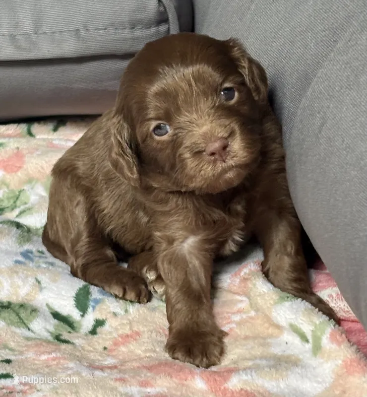 Bentley – Cockapoo puppy for sale in Juliette, GA