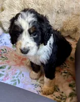 Autumn, a female Bernedoodle for sale in Juliette, GA – 7 of 9