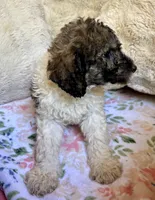 Nutmeg, a female Bernedoodle for sale in Juliette, GA – 8 of 10