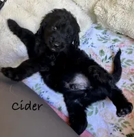 Cider, a male Bernedoodle for sale in Juliette, GA – 5 of 10
