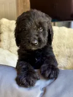 Cider, a male Bernedoodle for sale in Juliette, GA – 7 of 10