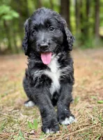 Maverick, a male Bernedoodle for sale in Juliette, GA – 3 of 8