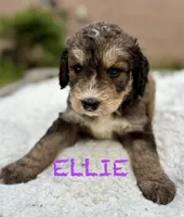 Ellie, a female Bernedoodle for sale in Juliette, GA – 6 of 9
