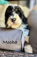 Maple, a female Bernedoodle for sale in Juliette, GA – 4 of 10