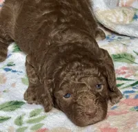 Maserati (Mazzy), a female Cockapoo for sale in Juliette, GA – 7 of 7
