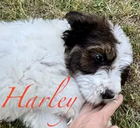Harley , a male Bernedoodle for sale in Juliette, GA – 3 of 7
