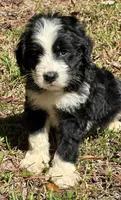 Pumpkin, a male Bernedoodle for sale in Juliette, GA – 5 of 10