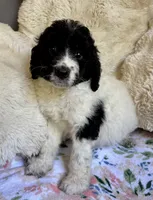 Bonnie, a female Bernedoodle for sale in Juliette, GA – 5 of 8