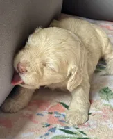 Charger, a male Cockapoo for sale in Juliette, GA – 7 of 10