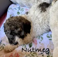 Nutmeg, a female Bernedoodle for sale in Juliette, GA – 7 of 10