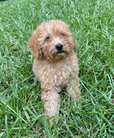 Dallas, a female Cavapoo for sale in Juliette, GA – 6 of 8