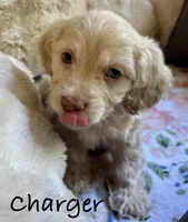 Charger, a male Cockapoo for sale in Juliette, GA – 3 of 9