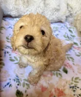 Stella, a female Cockapoo for sale in Juliette, GA – 7 of 9