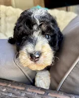 Maple, a female Bernedoodle for sale in Juliette, GA – 8 of 10