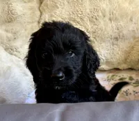 Cider, a male Bernedoodle for sale in Juliette, GA – 10 of 10