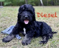 Diesel, a male Bernedoodle for sale in Juliette, GA – 3 of 7