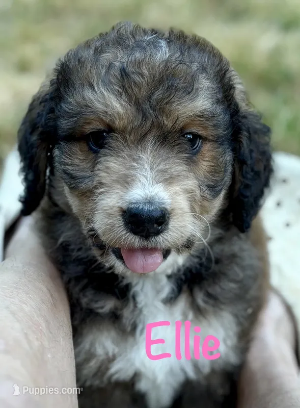 Ellie – Bernedoodle puppy for sale in Juliette, GA