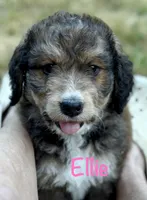 Ellie, a female Bernedoodle for sale in Juliette, GA – 1 of 9