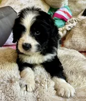 Pumpkin, a male Bernedoodle for sale in Juliette, GA – 2 of 10