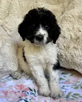 Bonnie, a female Bernedoodle for sale in Juliette, GA – 4 of 8